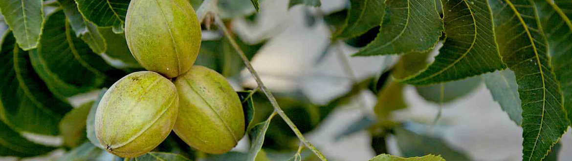 Group of Pecans on Tree