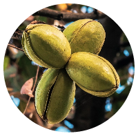 Green Ripe Pecans in Tree