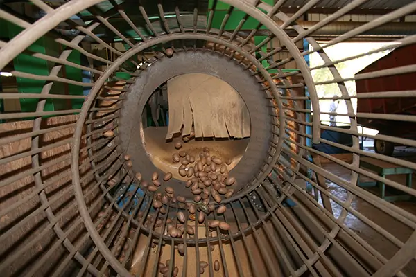 Pecans Being Put Through a Filter to Remove Sticks and Debris