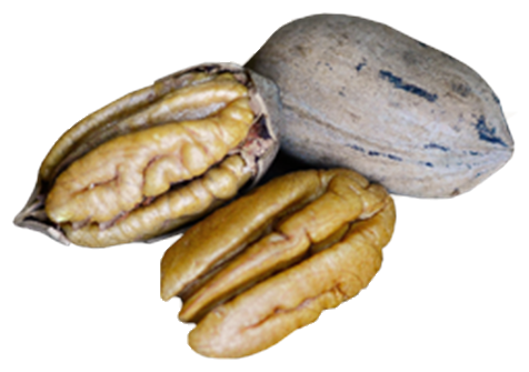 Georgia pecans in shell