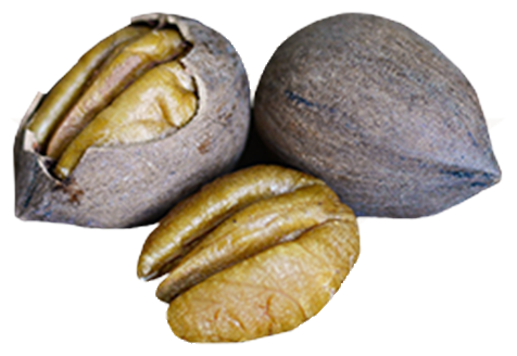 Shelled pecans Georgia