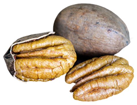 Georgia shelled pecan halves