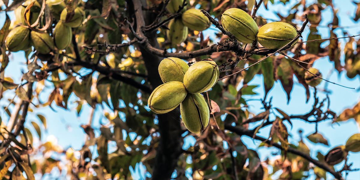 how do pecans grow